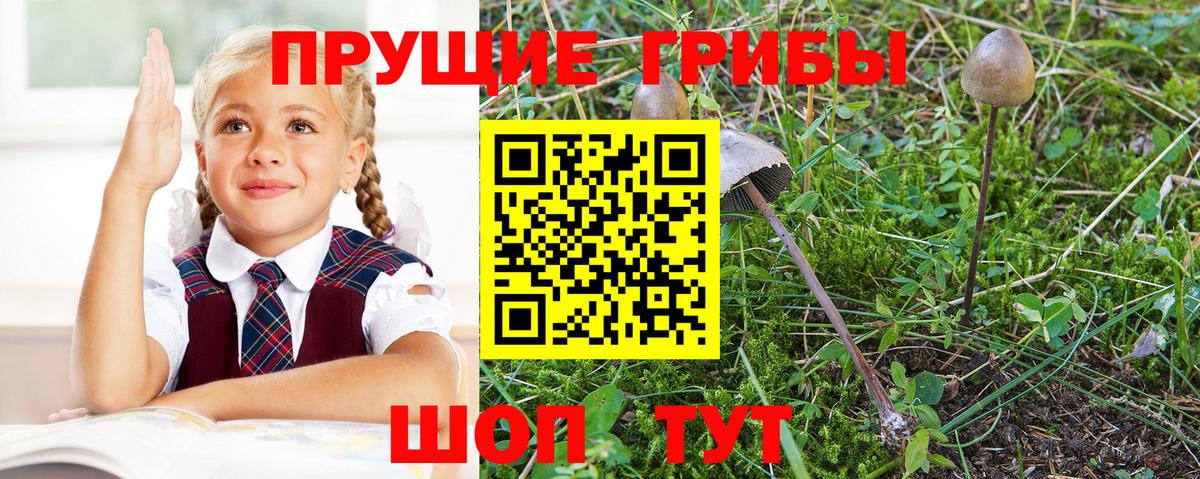 Галлюциногенные грибы мицелий Губкинский